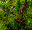 2012_Reforestationspotforcom_pinecones