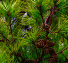 2012_Reforestationspotforcom_pinecones